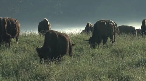 Bison in fog 5 Stock Footage 26031629