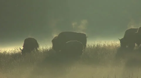Bison in fog 8 Stock Footage 26034049