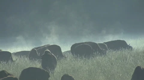 Bison in fog Stock-Footage 25991618