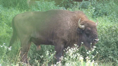 Bison Stock Footage 573917