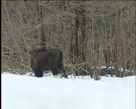 Bison Video stock 588094