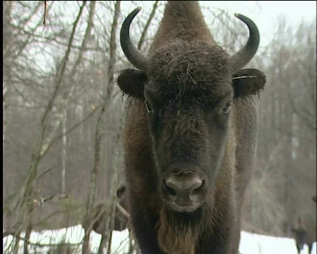 Bison Stockbeeldmateriaal 588098