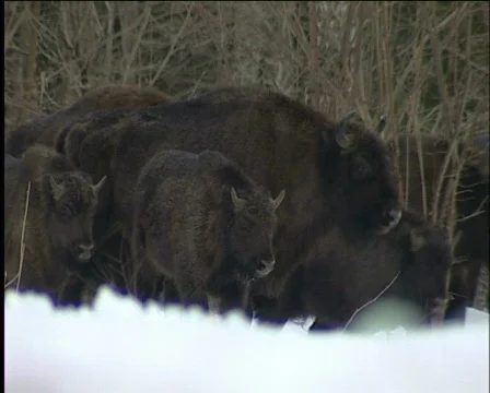 Bison Vídeo Stock 588103