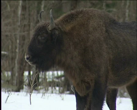 Bison Video stock 588112