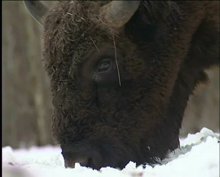 Bison Stockbeeldmateriaal 588113