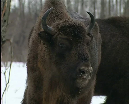 Bison Video stock 588119