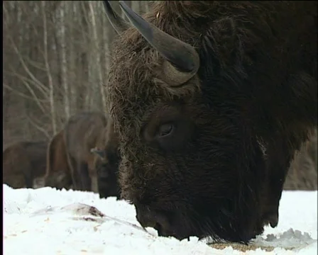 Bison Stockbeeldmateriaal 588121