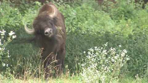 Bison Видео 943452