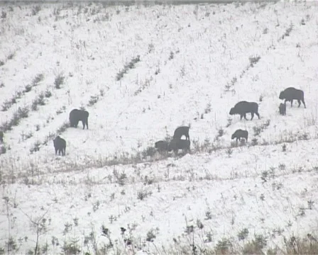 Bison Stock Footage 2357604