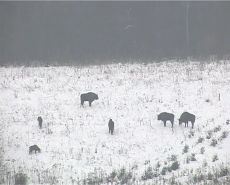 Bison Stock-Footage 2358305