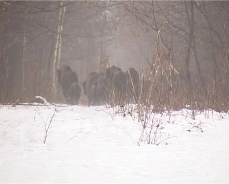 Bison Stock Footage 2358629