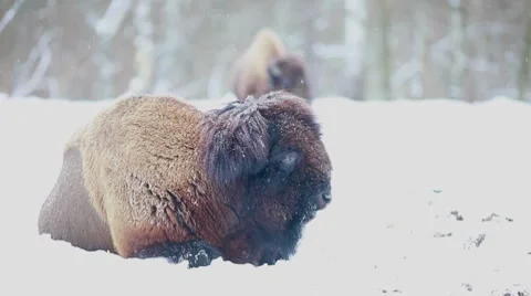 Bison Stock Footage 7749689