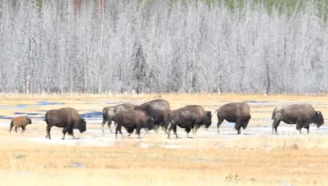 Bison Stock Footage 8764068