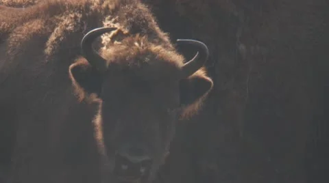 Bison Stock Footage 10798127
