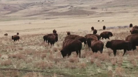 Bison Stock Footage 11520512