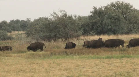 Bison Stock Footage 22562548