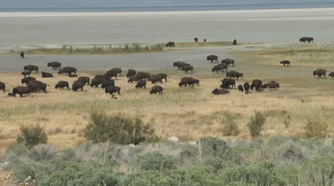 Bison Stock Footage 22562816