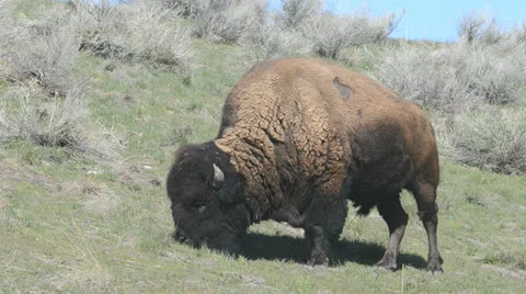 Bison Stock Footage 22574628