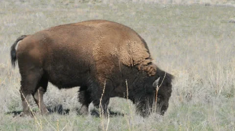 Bison Stock Footage 22574789