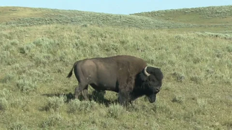Bison Video stock 28576399