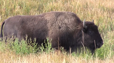Bison Stock-Footage 55771559