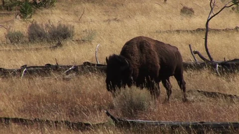 Bison Vídeos de archivo 72571693