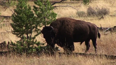 Bison Stock Footage 72571697