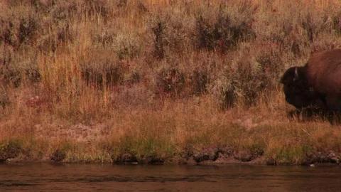 Bison Stock Footage 72571711