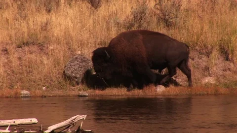 Bison Vídeo Stock 72571715