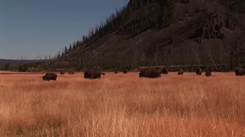Bison Stock Footage 72571910
