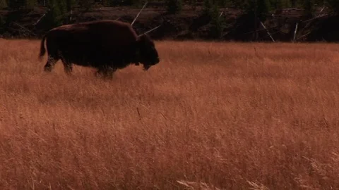 Bison Stock Footage 72571911