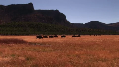 Bison 스톡 동영상 72571913