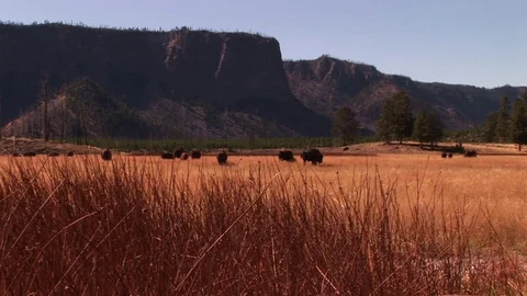 Bison Stock Footage 72571924