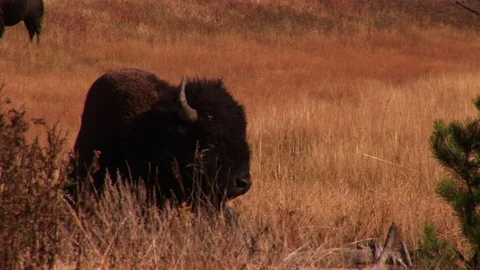Bison 스톡 동영상 72571938