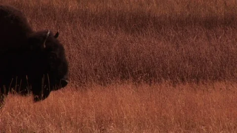 Bison Stock Footage 72571947