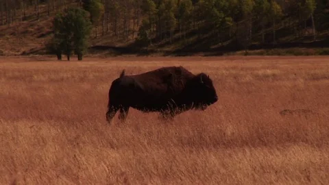 Bison Stock Footage 72572033