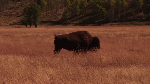 Bison Vídeos de archivo 72572038