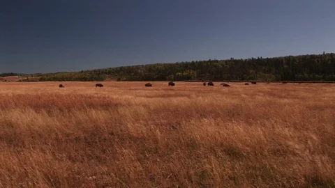 Bison Stock Footage 72572041