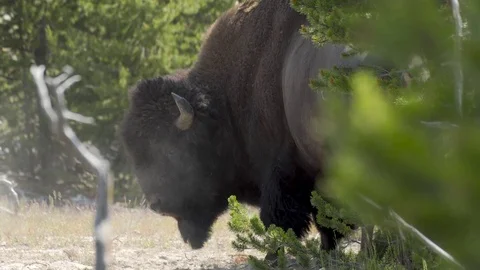 Bison Stock Footage 79475525