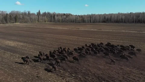 Bison Stock Footage 130536744