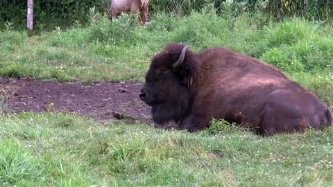 Bison 스톡 동영상 143790651