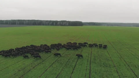Bison Stock Footage 146113979
