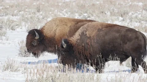 Bison Stock Footage 229372297