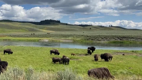 Bison Stock Footage 250542330