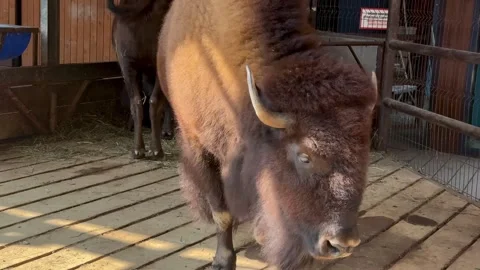 Bison Stock Footage 346489769