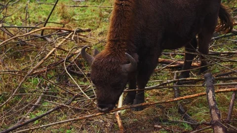 Bison foraging among fallen branches in a lush green forest 스톡 동영상 289543381