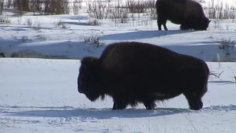 Bison Fording Through Deep Snow in Yellowstone National Park Stock Footage 107066811