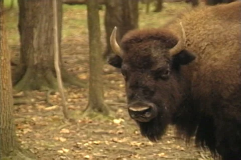 Bison in the Forest Stock Footage 41834896
