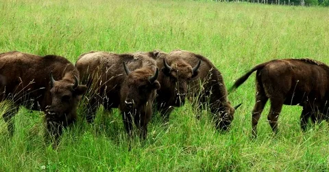 Bison in the forest Stock Footage 77781284
