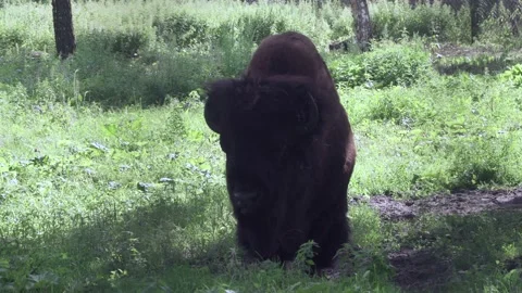Bison in the forest Stock Footage 137698706